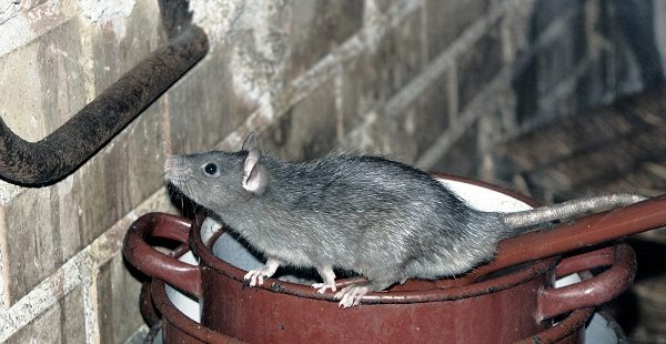 Rodent Extermination Tujunga Ca Lion Gate Pest Control